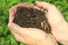 Our RSSY Blend(70% hardwood fines and 30% Bloom DC Water’s Class A exceptional biosolids product) is a great alternative to compost, providing organic matter as well as nutrients to stimulate improved plant growth of all kinds including turf, flowers, trees, and vegetable gardens.